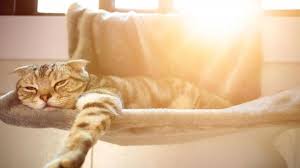 More news for how to keep cats cool » How To Keep An Indoor Cat Cool In Hot Weather Cats In Heat Top 5 Tips