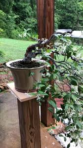 Our Black pine collection