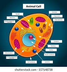 Doolittle, world's leading animal whisperer & teacher. Suchen Sie Nach Color Illustration Animal Cell Stockbildern In Hd Und Millionen Weiteren Lizenzfreien Stockfotos Illustrationen Und Vektorgrafiken In Der Shutterstock Kollektion Jeden Tag Werden Tausende Neue Hochwertige Bilder Hinzugefugt