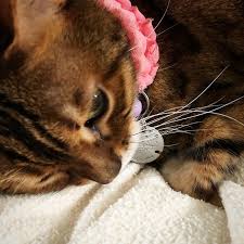 Going Sleepy Sleepies With This Cutie Pie Tonight Ill Happily Give Up 3 4 Of The Bed Of It Means A Peaceful And Quiet Night Sleepy Cat Cat Lovers Bengal Cat