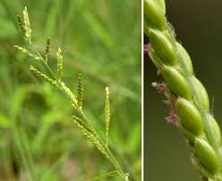 Image result for Eriochloa