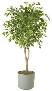 Résultat de recherche d'images pour "braided fig tree"