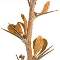 Image result for Erythrococca polyandra