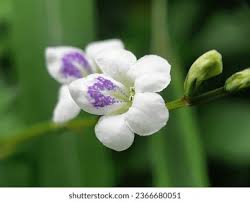 Image result for Asystasia intrusa