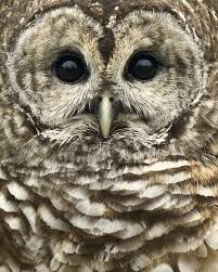 Bird That Sounds Like An Owl In The Morning Give A Hoot Animals Wild Owl Beautiful Birds