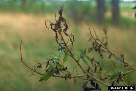 Weeping willow is an ornamental tree (salix babylonica and related hybrids). What To Do About Scab On Willow Trees Learn About Willow Scab Treatment