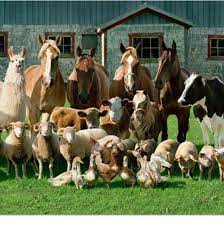 Family Photo Animals Farm Animals Animals Friends