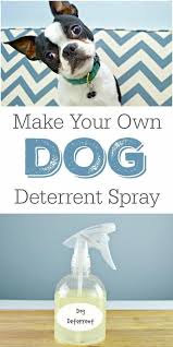Diy Dog Deterrent Spray Helps Stop Indoor Accidents And Chewing Mom 4 Real Dog Spray Dog Deterrent Dog Deterrent Spray