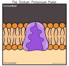 These services are useful when you need to upload a small video and create a short animated gif. Amoeba Sisters Gifs Science With The Amoeba Sisters
