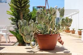 Image result for Kalanchoe marmorata