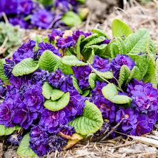 Image result for Primula