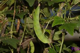 Image result for Dolichos trilobus