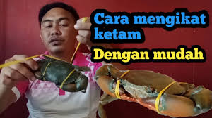 Ana ingin bertanya apa hukum makan kepiting? 6 96 Mb Cara Mengikat Ketam Nipah Dengan Cara Mudah Download Lagu Mp3 Gratis Mp3 Dragon