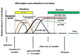 There has been no easier way to interpret the outcomes of hepatitis b tests. Hepatitis B Laboratory Tests Wikidoc