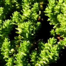 Image result for Sedum ruwenzoriense