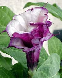 Kecubung mempunyai nama ilmiah spesies datura fastuosa, linn dan datura metel. 45 Gambar Bunga Kecubung