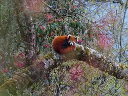 They are a small species, just larger than a domestic cat so people love the idea of cuddling with one. Indian Scientists Building Dna Database To Protect The Elusive Red Panda
