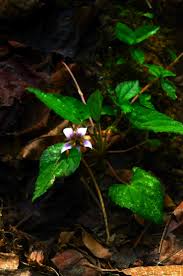 Image result for Viola abyssinica