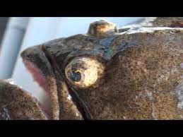 A Strange Fish Can Be Found In Delaware S Waters Broad And Flat With Both Eyes On One Side Of Its Head The Flounder Is Known As A Flounder Body Shapes Fish