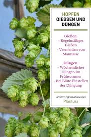 Hopfen Die Pflanze Des Bieres Selbst Anbauen Hopfen Pflanzen Pflanzen Und Hopfen