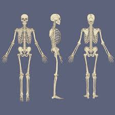 Human skeleton, the internal skeleton that serves as a framework for the body. Human Skeleton Chart Vector 640195 Vector Art At Vecteezy