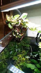 Types Of Rip Planters The Planted Tank Forum
