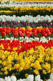 Check spelling or type a new query. Spring Flower Road Images Free Stock Photos Download 15 869 Free Stock Photos For Commercial Use Format Hd High Resolution Jpg Images