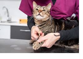 Tirnak Kesimi Patice Pet Kuafor Kopek Kuaforu Kedi Kuaforu Anestezisiz Tiras