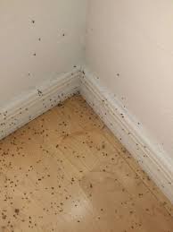 With your tiny house, you often have to live under the radar of building code and tax assessors. Here S Why Clusters Of These Tiny Bugs Are All Around Tucson Right Now Local News Tucson Com
