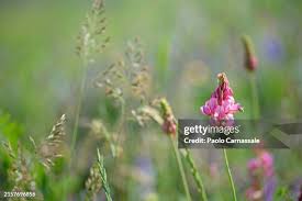 Image result for Crotalaria onobrychis