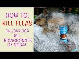 Can We Put Baby Powder On Dogs 2021 The Dog Visitor