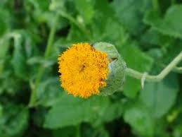 Image result for Crassocephalum vitellinum