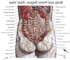The trunk consists of the chest, the belly (or abdomen) and the back. Human Body Organs Diagram From The Back Koibana Info Body Organs Diagram Human Body Organs Human Body Anatomy