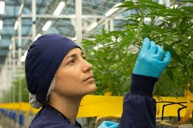 Moving plants around, defining quality, and synthetic seeds