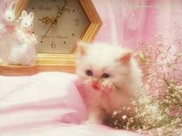 pin on kitty cats