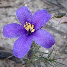 Chieranthera Cyanea Blue Finger Flower Such A Pretty Colour Nofilter Blueflower Lovethebush Macrophotography Olympusi Blue Flowers Blue Fingers Flowers