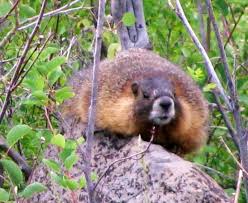 Maybe you would like to learn more about one of these? Wildflowers Picture Of Grand Mesa Grand Junction Tripadvisor