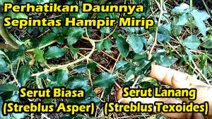 Perbedaan Serut Lanang Dan Serut Biasa Youtube