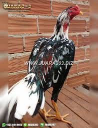 Dalam draf yang masih dalam pembahasan itu anggaran untuk pemenuhan alat pertahanan keamanan mencapai rp1700 triliun. Pin Di Sabung Ayam