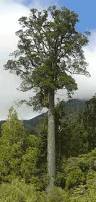 Image result for Huperzia dacrydioides