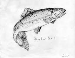 Steelhead and rainbow trout are the same species, but rainbow are freshwater fish only, and steelhead are anadromous, meaning they go. Jumping Drawing Rainbow Trout Novocom Top