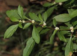Image result for Maerua becquetii