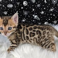 Do not judge a cat with its coat. Pure Bred Bengal Kittens For Sale Pets Animals Classifieds Berlin Angloinfo
