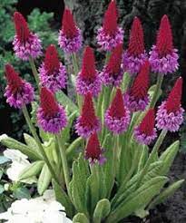 This plant is not fussy and can take shade or sun and moving arrow arum is hardy to zone 5. 71 Zone 5 Plants Ideas Plants Planting Flowers Flower Garden