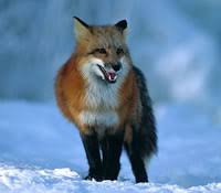 Image result for Red fox