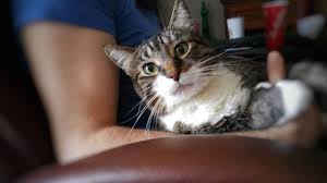 Quantifies impact of copd symptoms on patients' overall health. Cat Allergies Causes Symptoms Treatments And Reducing Exposure