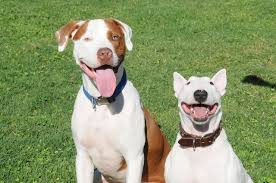Bonnie The Bull Terrier And Porter The Pitbull Dog Park Pals Or Not Happy Dogs Face Animal Behavior Happy Dogs