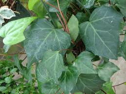 Hedera canariensis is a species of ivy (genus hedera) which is native to the atlantic coast in canary islands and northern africa. Canarian Ivy Hedera Canariensis Garden Org