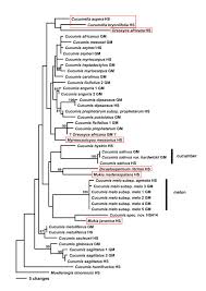 Image result for Cucumis humifructus