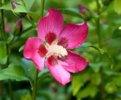 Canapés et fauteuils de jardin : Donnez Une Note Exotique A Votre Exterieur Avec Des Hibiscus Schilliger